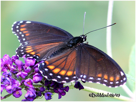 Liminitis astynax (aberrant, hybrid with archippus, rubidus, live) (Internet Image property of respective owner, non-commercial use only)